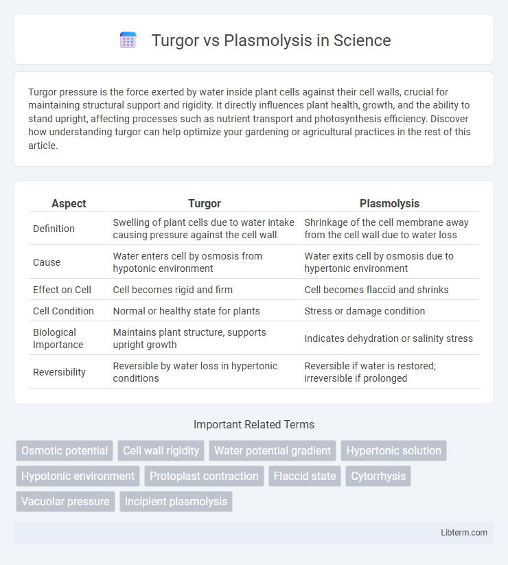 Plasmolysis vs Turgor in Science - What is The Difference?