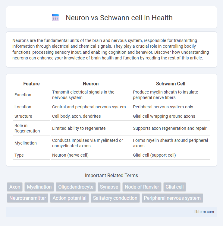 Schwann cell vs Neuron in Health - What is The Difference?