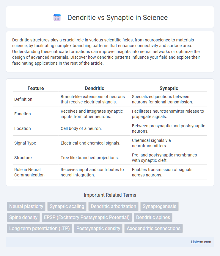 Synaptic vs Dendritic in Science - What is The Difference?