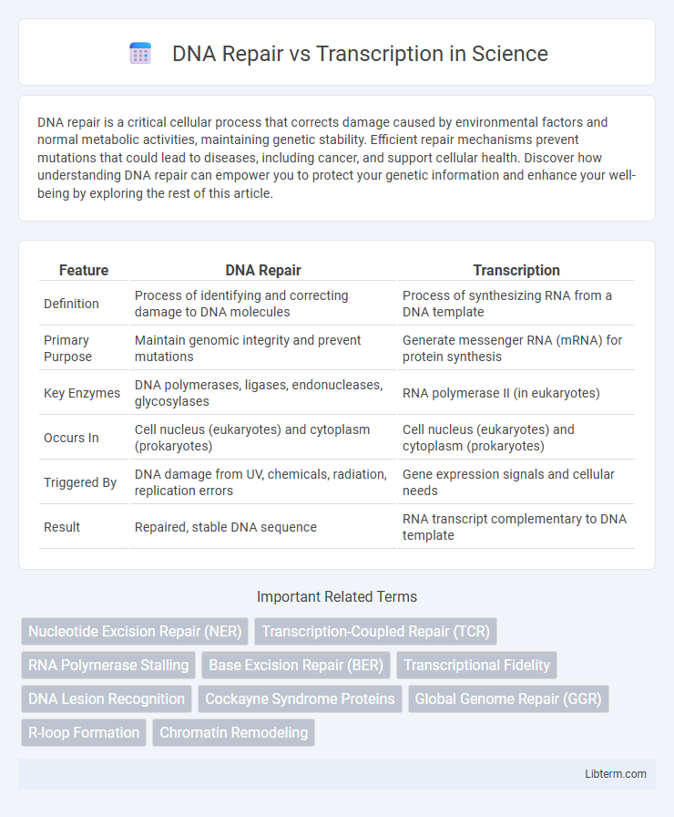 Transcription vs DNA Repair in Science - What is The Difference?