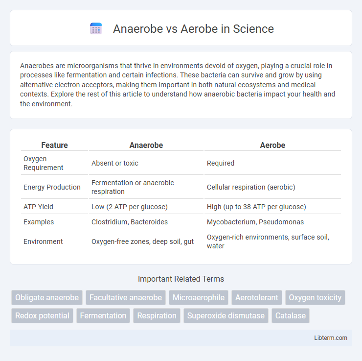 Aerobe vs Anaerobe in Science - What is The Difference?