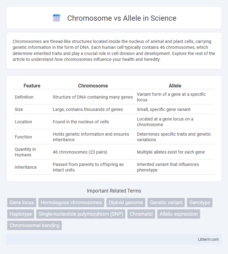 Allele vs Chromosome in Science - What is The Difference?
