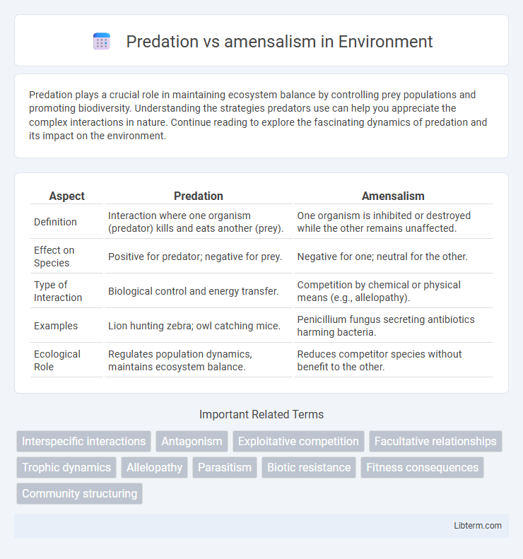 amensalism vs Predation in Environment - What is The Difference?