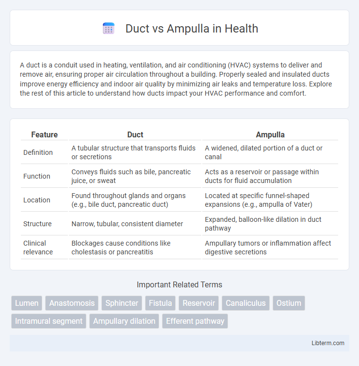 Ampulla vs Duct in Health - What is The Difference?