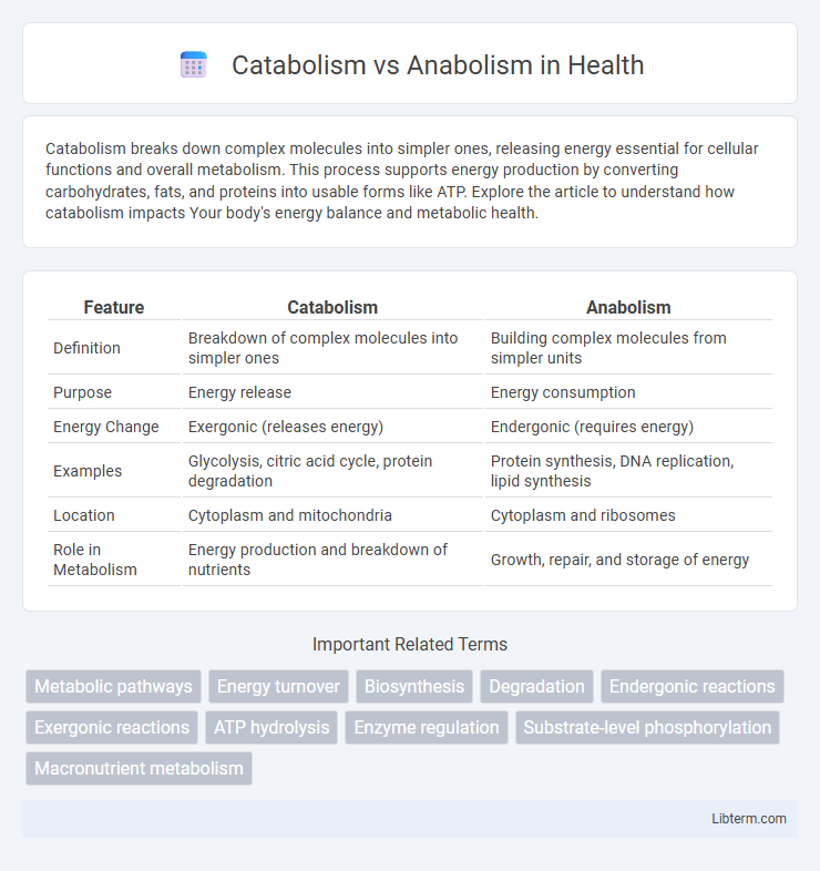 Anabolism vs Catabolism in Health - What is The Difference?