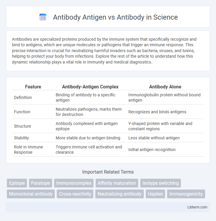 Antibody vs Antibody Antigen in Science - What is The Difference?