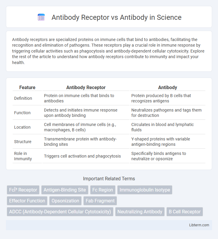Antibody vs Antibody Receptor in Science - What is The Difference?