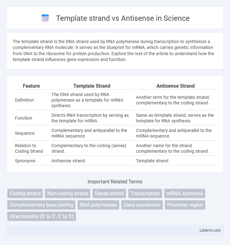 Antisense vs Template strand in Science - What is The Difference?