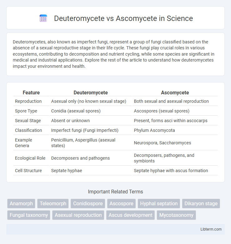 Ascomycete vs Deuteromycete in Science - What is The Difference?