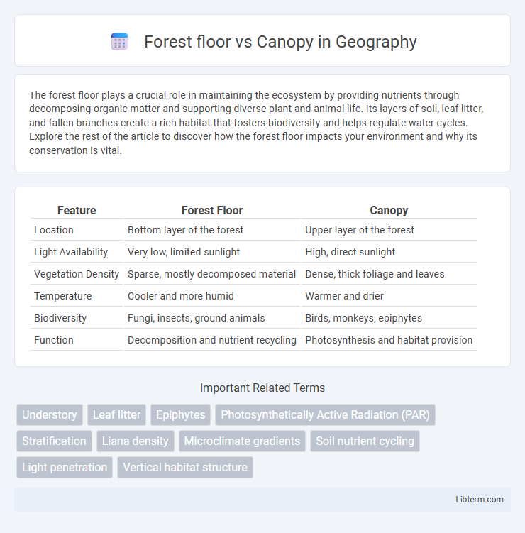 Canopy vs Forest floor in Geography - What is The Difference?