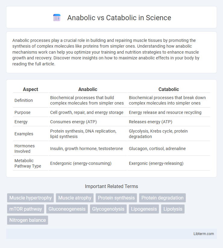 Catabolic vs Anabolic in Science - What is The Difference?