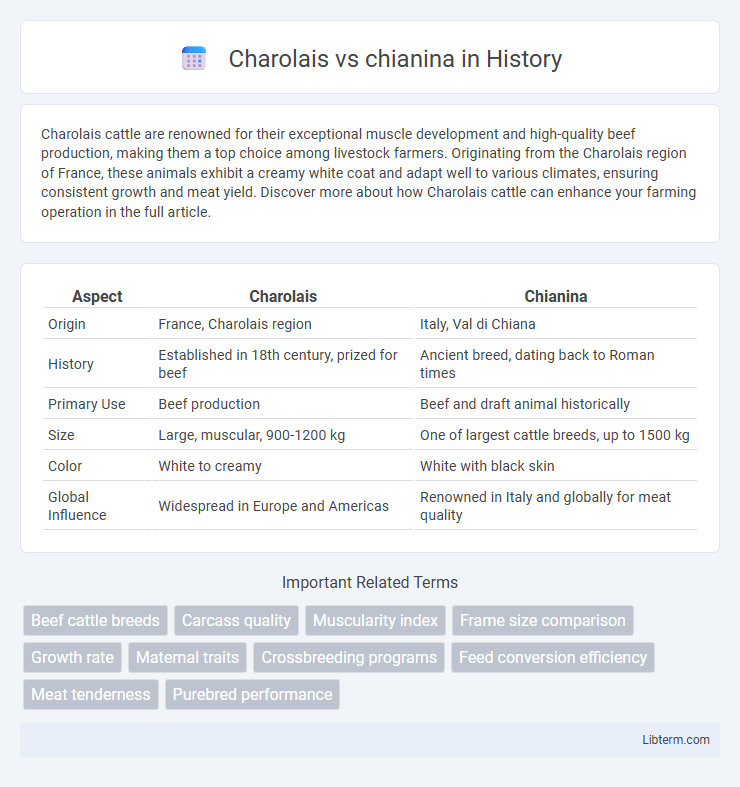 chianina vs Charolais in History - What is The Difference?