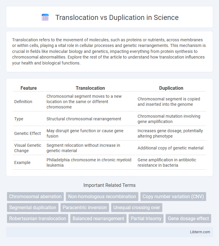 Duplication vs Translocation in Science - What is The Difference?