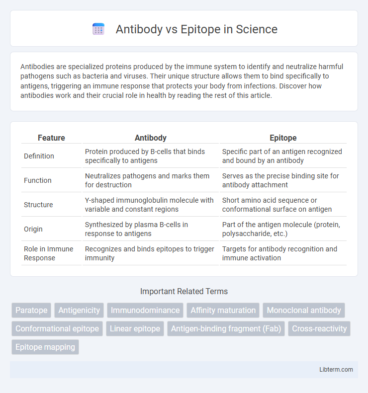 Epitope vs Antibody in Science - What is The Difference?