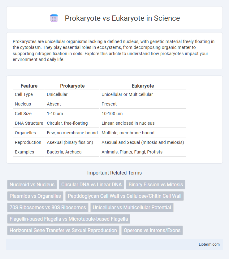 Eukaryote vs Prokaryote in Science - What is The Difference?