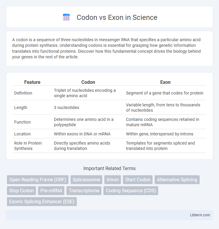 Exon vs Codon in Science - What is The Difference?