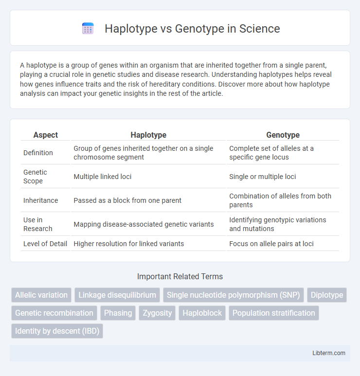 Genotype vs Haplotype in Science - What is The Difference?