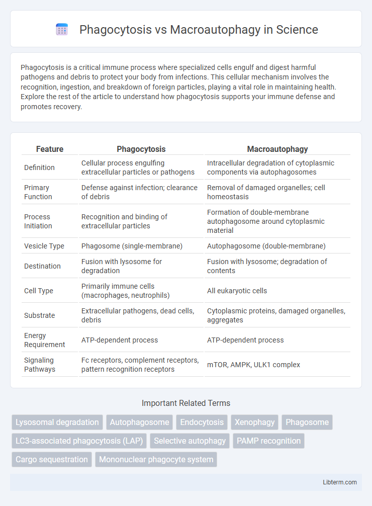 Macroautophagy vs Phagocytosis in Science - What is The Difference?