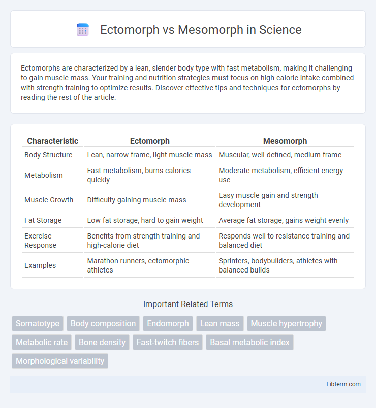 Mesomorph vs Ectomorph in Science - What is The Difference?