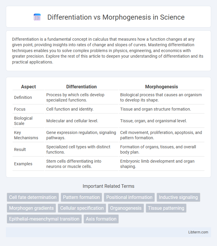 Morphogenesis vs Differentiation in Science - What is The Difference?