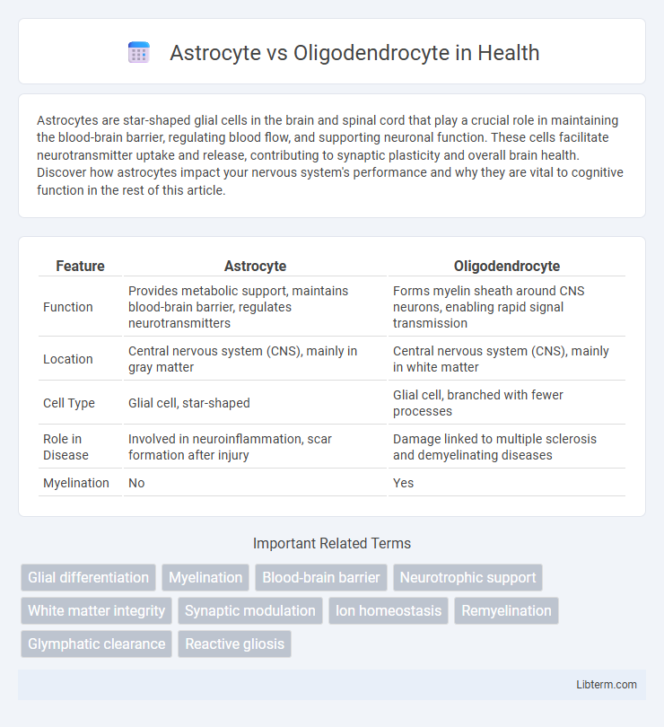 Oligodendrocyte vs Astrocyte in Health - What is The Difference?