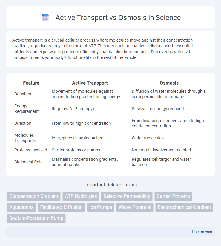 Osmosis vs Active Transport in Science - What is The Difference?