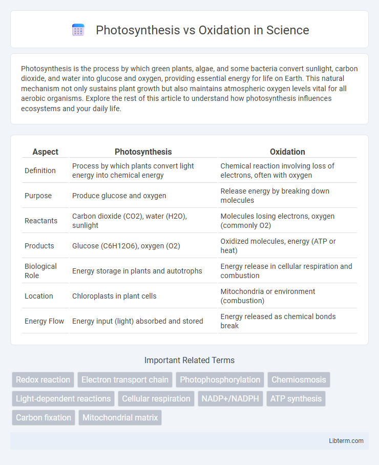 Oxidation vs Photosynthesis in Science - What is The Difference?
