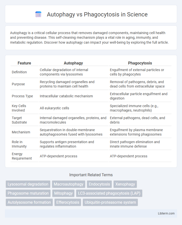 Phagocytosis vs Autophagy in Science - What is The Difference?