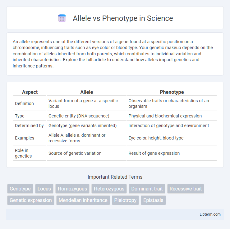 Phenotype vs Allele in Science - What is The Difference?