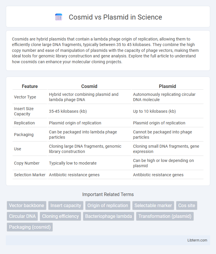 Plasmid vs Cosmid in Science - What is The Difference?