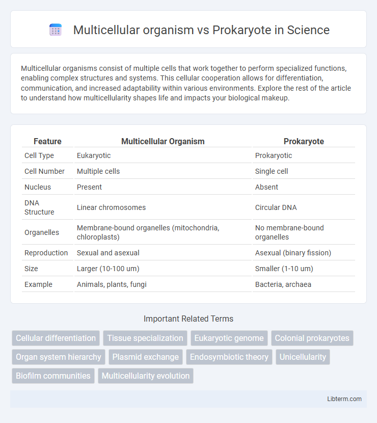 Prokaryote vs Multicellular organism in Science - What is The Difference?