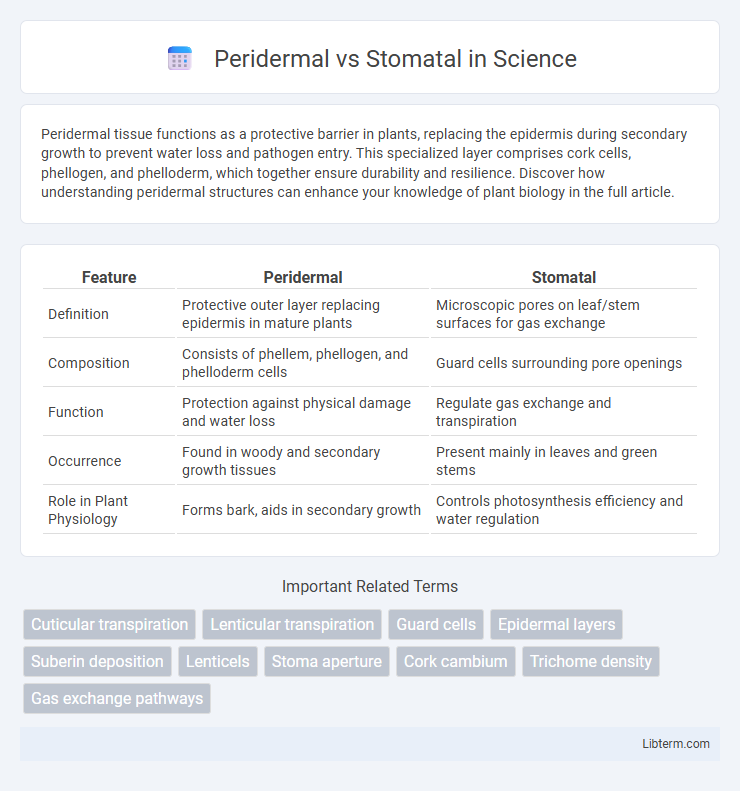 Stomatal vs Peridermal in Science - What is The Difference?