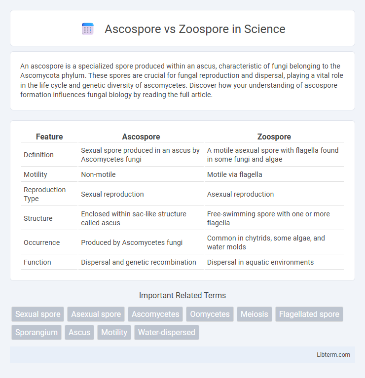 Zoospore vs Ascospore in Science - What is The Difference?