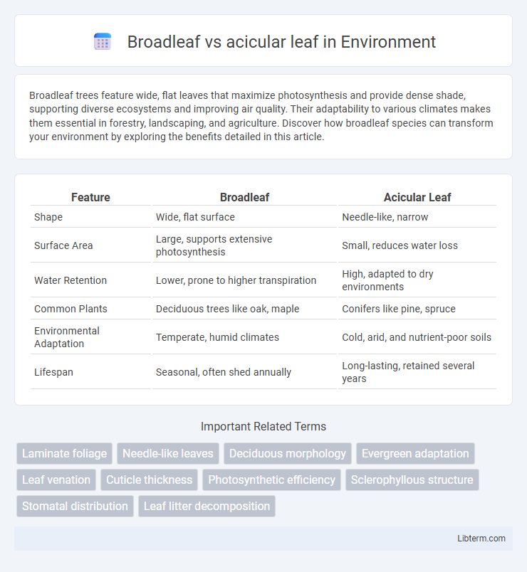 acicular leaf vs Broadleaf in Environment - What is The Difference?
