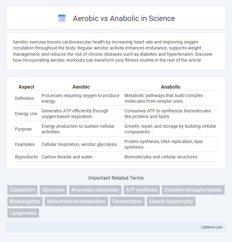 Anabolic vs Aerobic in Science - What is The Difference?