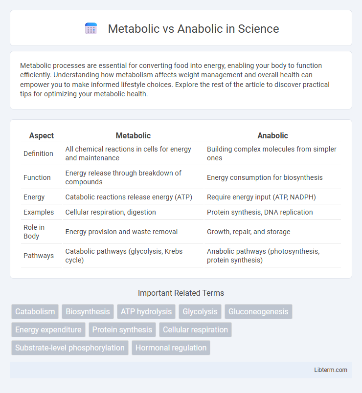 Anabolic vs Metabolic in Science - What is The Difference?