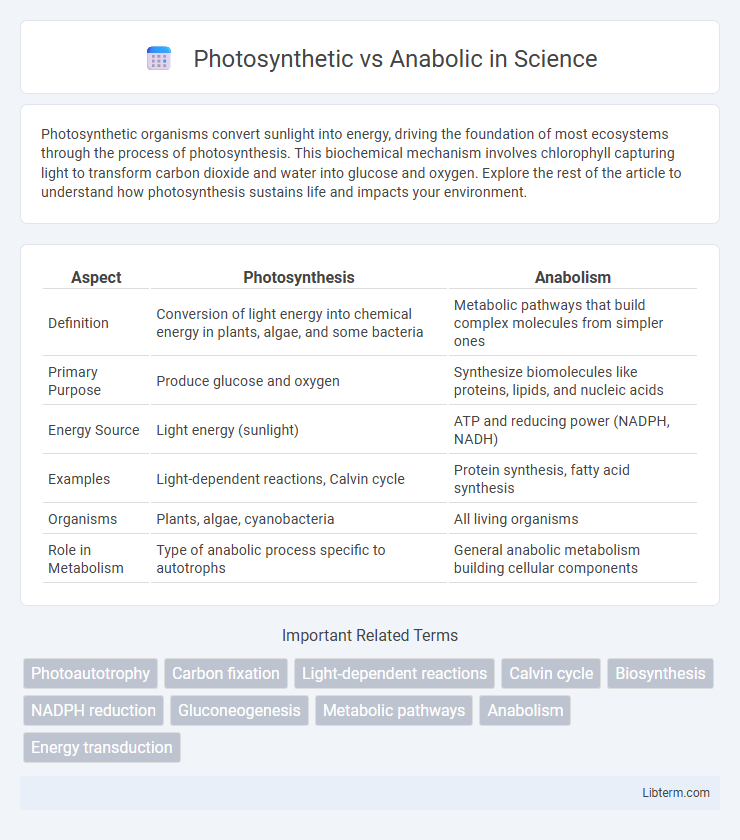 Anabolic vs Photosynthetic in Science - What is The Difference?