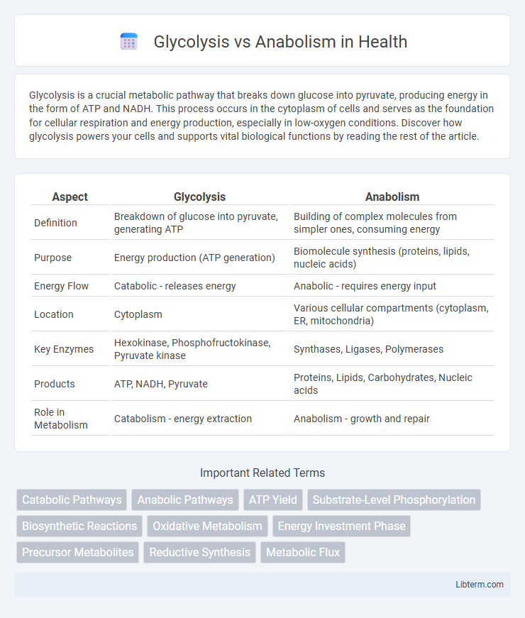 Anabolism vs Glycolysis in Health - What is The Difference?