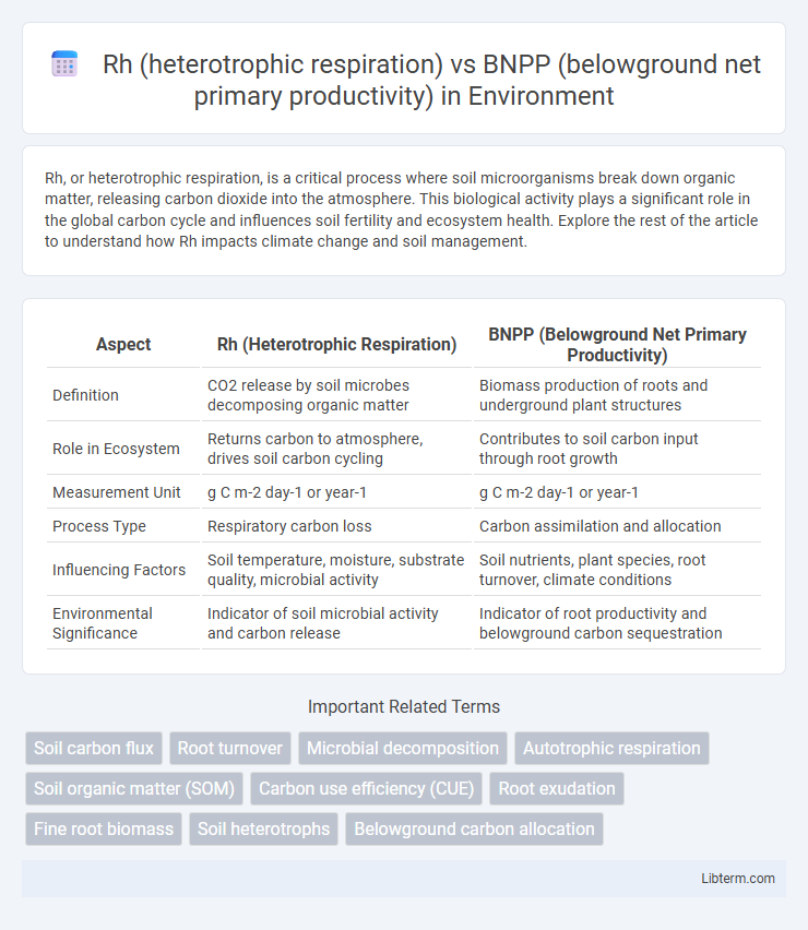 BNPP (belowground net primary productivity) vs Rh (heterotrophic respiration) in Environment - What is The Difference?