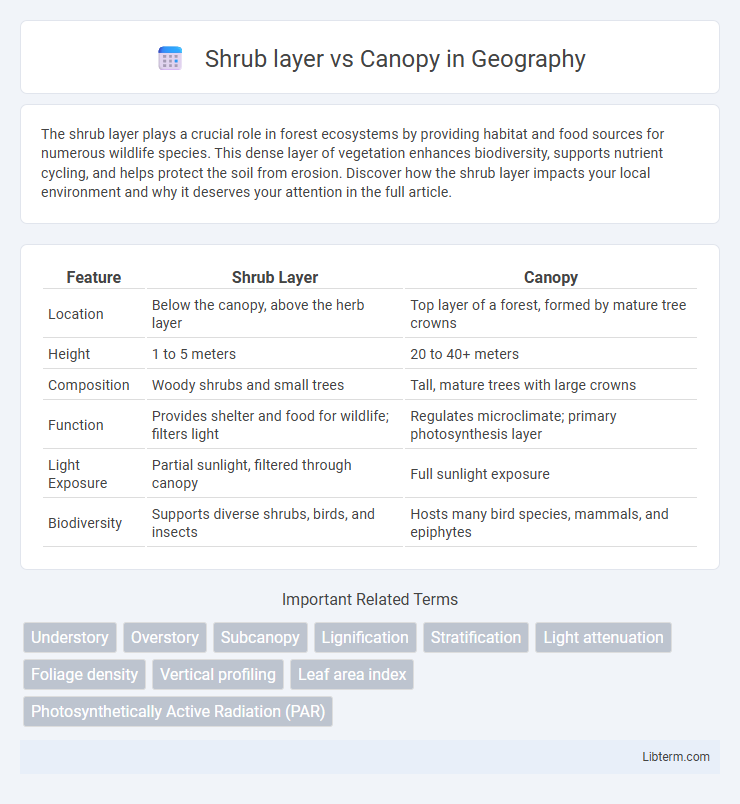 Canopy vs Shrub layer in Geography - What is The Difference?