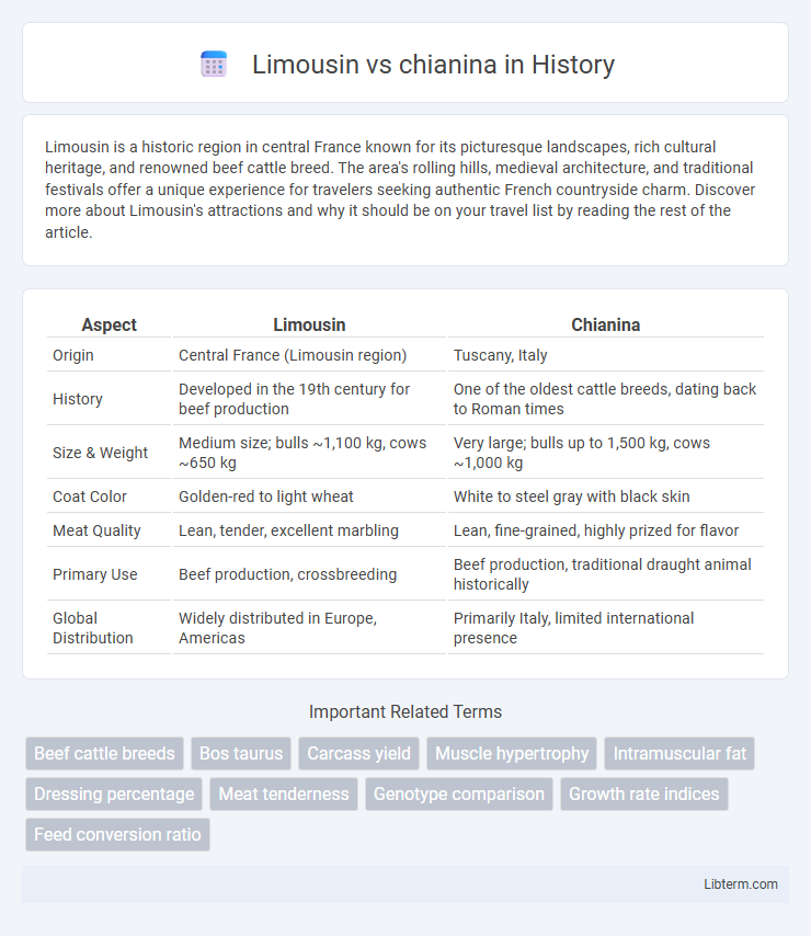 chianina vs Limousin in History - What is The Difference?