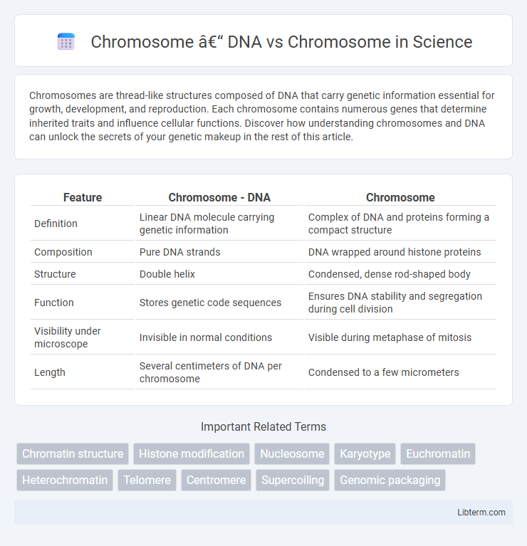 Chromosome vs Chromosome – DNA in Science - What is The Difference?