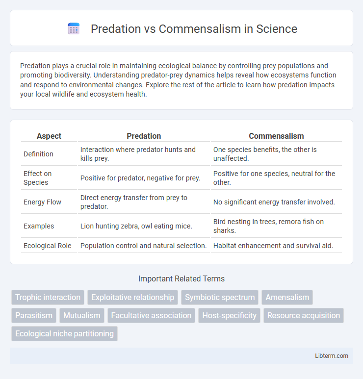 Commensalism vs Predation in Science - What is The Difference?