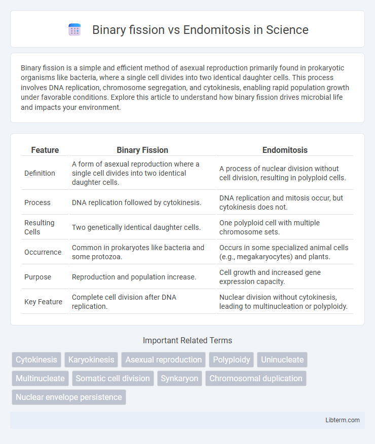 Endomitosis vs Binary fission in Science - What is The Difference?