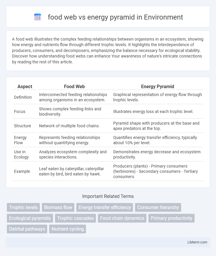 energy pyramid vs food web in Environment - What is The Difference?