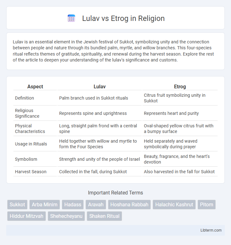 Etrog vs Lulav in Religion - What is The Difference?