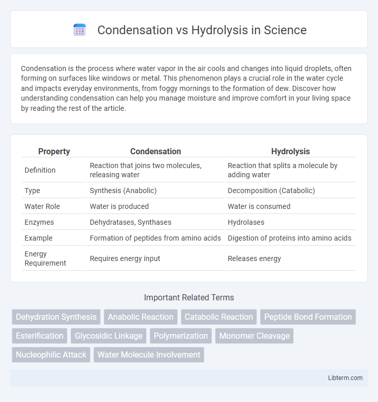 Hydrolysis vs Condensation in Science - What is The Difference?
