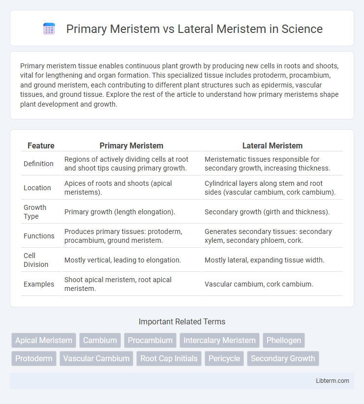 Lateral Meristem vs Primary Meristem in Science - What is The Difference?