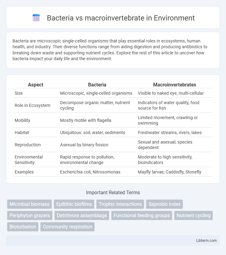 macroinvertebrate vs Bacteria in Environment - What is The Difference?