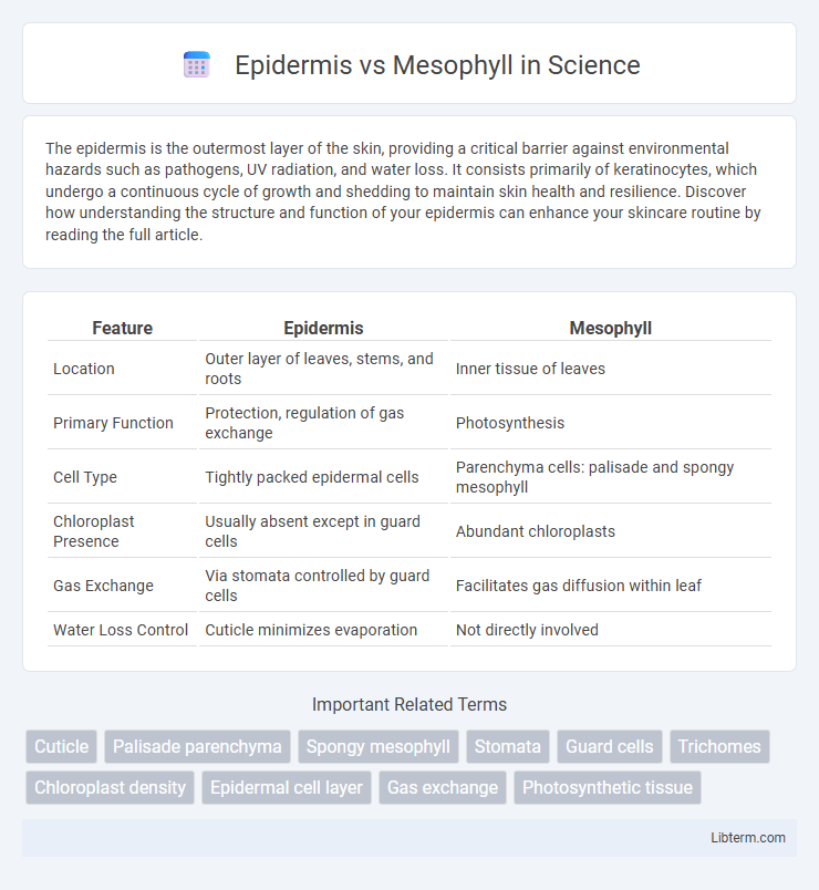 Mesophyll vs Epidermis in Science - What is The Difference?